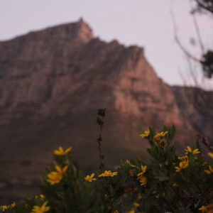 As 4 Principais Montanhas de Cape Town: Table Mountain, Lion’s Head (cabeça de Leão), Signal Hill e Devil’s Peak (pico do Diabo).
